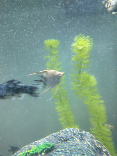 Tropical Fish Store «Reef Life Aquariums», reviews and photos, 5511 US-280 #310, Birmingham, AL 35242, USA