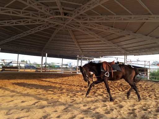 Horse Master Thailand