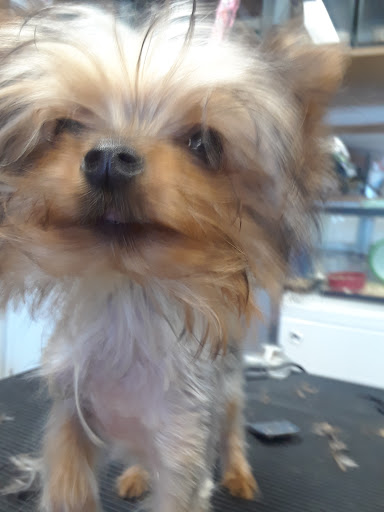 Pet Supply Store «Pets For You», reviews and photos, 413 N Main St, Rice Lake, WI 54868, USA