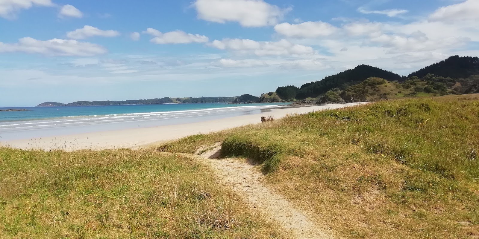 Whananaki South Beach的照片 带有长直海岸