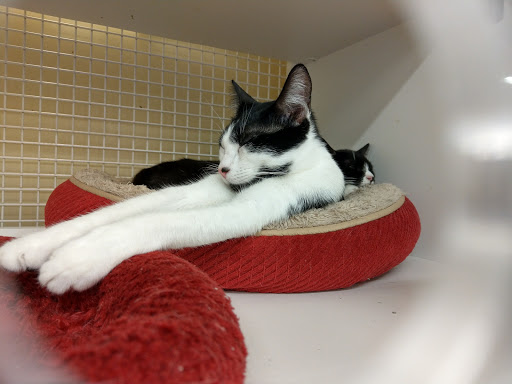 Pet Supply Store «Petco Animal Supplies», reviews and photos, 15895 Pines Blvd, Pembroke Pines, FL 33028, USA