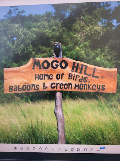 Mogo Hill