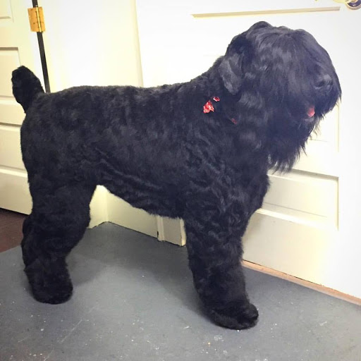 Pet Groomer «The Fetch House», reviews and photos, 130 W Washington St, Madison, GA 30650, USA