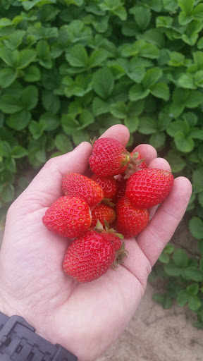 Grocery Store «Red Berry Barn», reviews and photos, 19200 SW Chapman Rd, Sherwood, OR 97140, USA