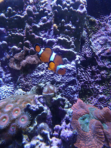 Aquarium «Tennessee Water Gardens», reviews and photos, 6410 Papermill Dr NW, Knoxville, TN 37919, USA