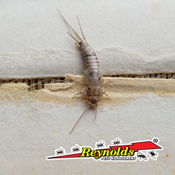 Pest Control Service «Reynolds Pest Management, Inc.», reviews and photos