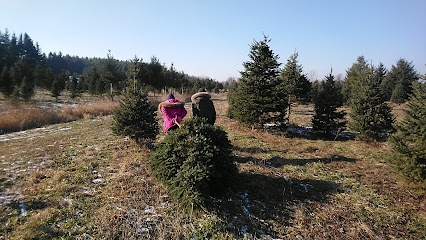 Pinedale Christmass Tree Farm.