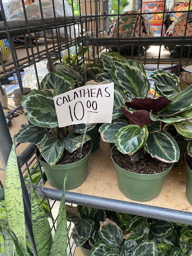 Florist «Plant Safari», reviews and photos, 653 N Central Ave, Upland, CA 91786, USA