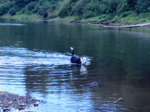 Park «Mary S. Young Park», reviews and photos, 19900 Willamette Dr, West Linn, OR 97068, USA