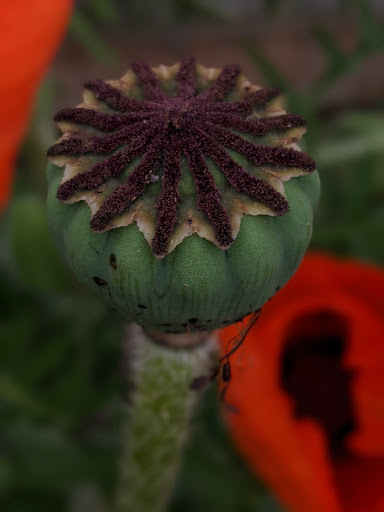 Park «Kirke Park», reviews and photos, 7028 9th Ave NW, Seattle, WA 98117, USA