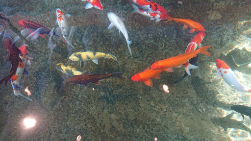 Top 20 cửa hàng cá koi Huyện Kiến Thụy Hải Phòng 2022