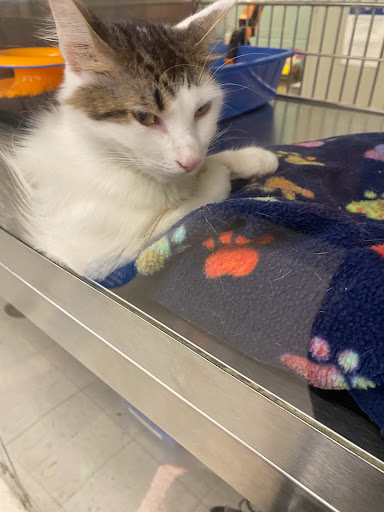 Pet Supply Store «PetSmart», reviews and photos, 10 Traders Way, Salem, MA 01970, USA