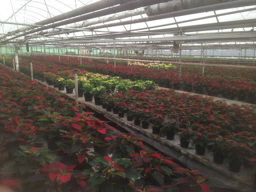 Florist «Pletschers», reviews and photos, 641 Old Hwy 8 SW, New Brighton, MN 55112, USA