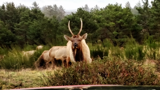 Golf Course «Highlands Golf Club», reviews and photos, 33260 Highlands Ln, Seaside, OR 97138, USA