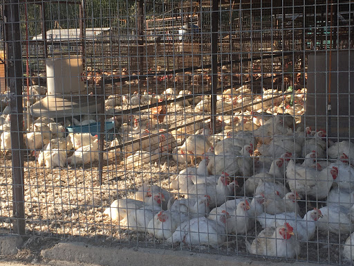 Poultry farm Fort Worth