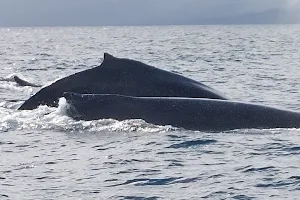 Tour Whales Samana image
