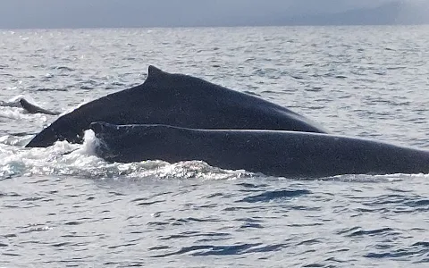 Tour Whales Samana image