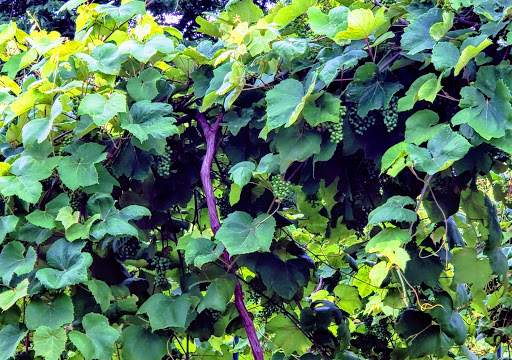 Winery «Augusta Winery», reviews and photos, 5601 High St, Augusta, MO 63332, USA