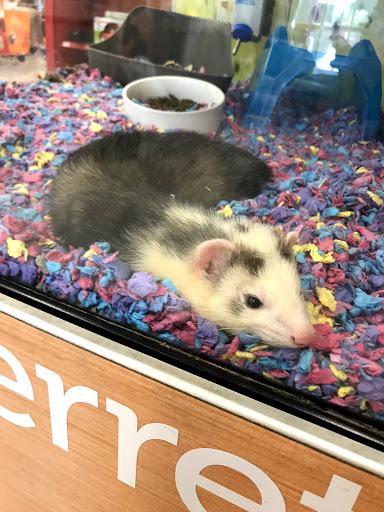 Pet Supply Store «Petco Animal Supplies», reviews and photos, 4167 Cheshire Station Plaza, Dale City, VA 22193, USA