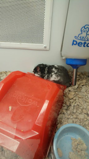 Pet Supply Store «Petco Animal Supplies», reviews and photos, 169 Parkingway, Quincy, MA 02169, USA