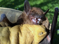 Wildlife Removal Olympia - Photo 2 - Car repair in , Olympia