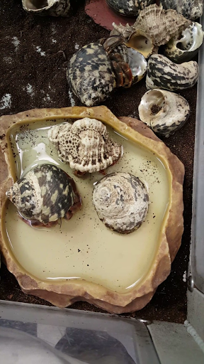 Pet Store «Petland Las Vegas», reviews and photos, 8800 W Charleston Blvd #3, Las Vegas, NV 89145, USA