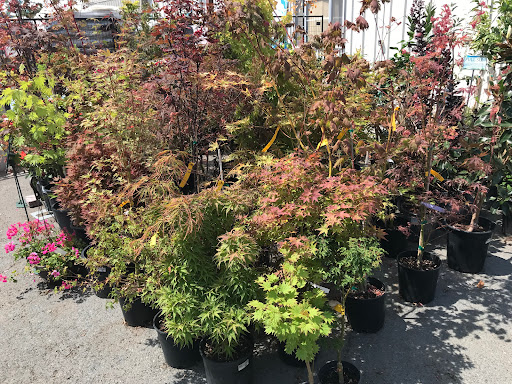 Hardware Store «Antioch Ace Hardware», reviews and photos, 501 Sunset Dr, Antioch, CA 94509, USA