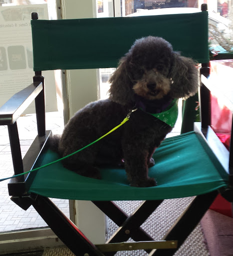 Pet Supply Store «Grrs & Purrs», reviews and photos, 116 N Woodland Blvd, DeLand, FL 32720, USA