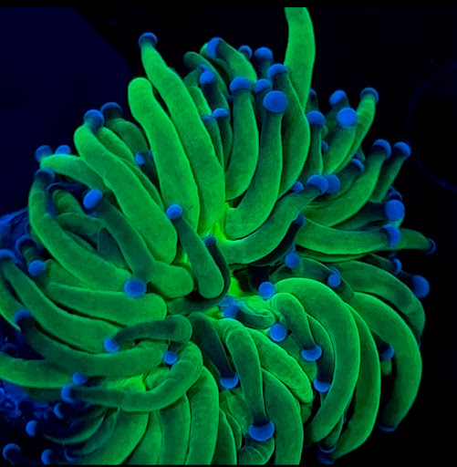 Tropical Fish Store «New York Reef Aquatic», reviews and photos, 45-62 162nd St, Flushing, NY 11358, USA