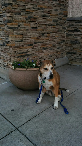 Pet Supply Store «PetSmart», reviews and photos, 931 I-30 Frontage Rd, Rockwall, TX 75032, USA