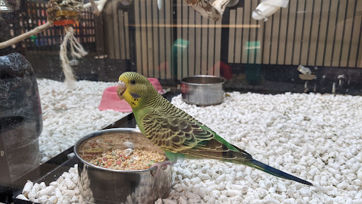 Pet Supply Store «PetSmart», reviews and photos, 198 Promenade Blvd, Flowood, MS 39232, USA