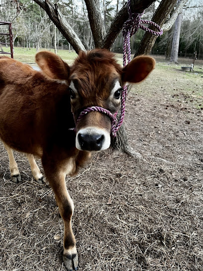 Bailey’s Miniature Cattle & More