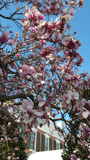 Museum «Nassau County Museum of Art», reviews and photos, 1 Museum Dr, Roslyn, NY 11576, USA