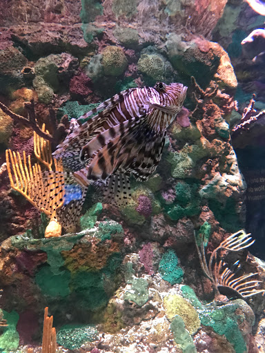 Aquarium «Shark Encounter», reviews and photos, 7007 Sea World Dr, Orlando, FL 32821, USA