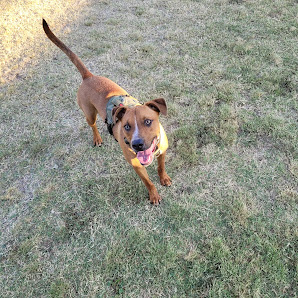 Photo 5 de Wagging Tails Dog Park from Dog
