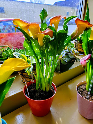 Florist «Alfa Flower Shop», reviews and photos, 7001 W North Ave, Wauwatosa, WI 53213, USA