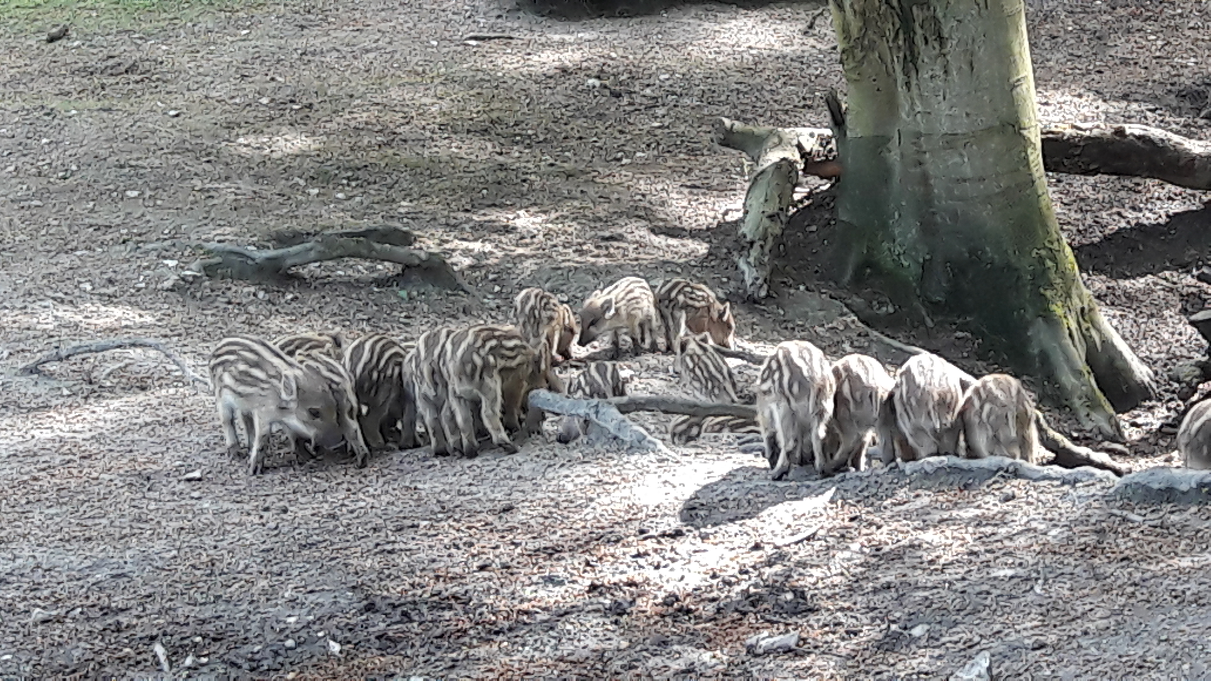 Photo n° 9 de l'avis de Lulu.o fait le 05/05/2018 à 16:53
