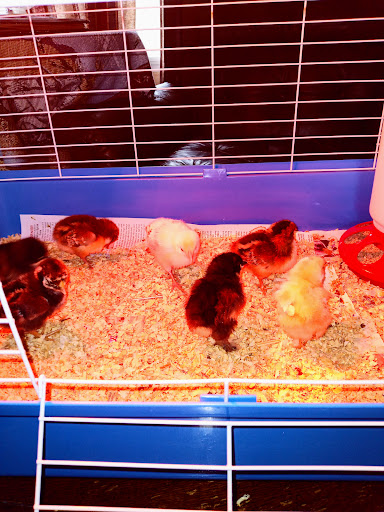 Animal Feed Store «Russell Feed & Supply», reviews and photos, 1312 NW Pkwy St, Azle, TX 76020, USA