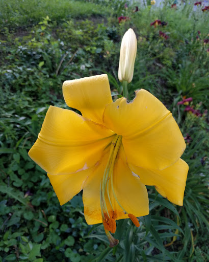 Park «Fannie Mae Dees Park», reviews and photos, 2400 Blakemore Ave, Nashville, TN 37212, USA