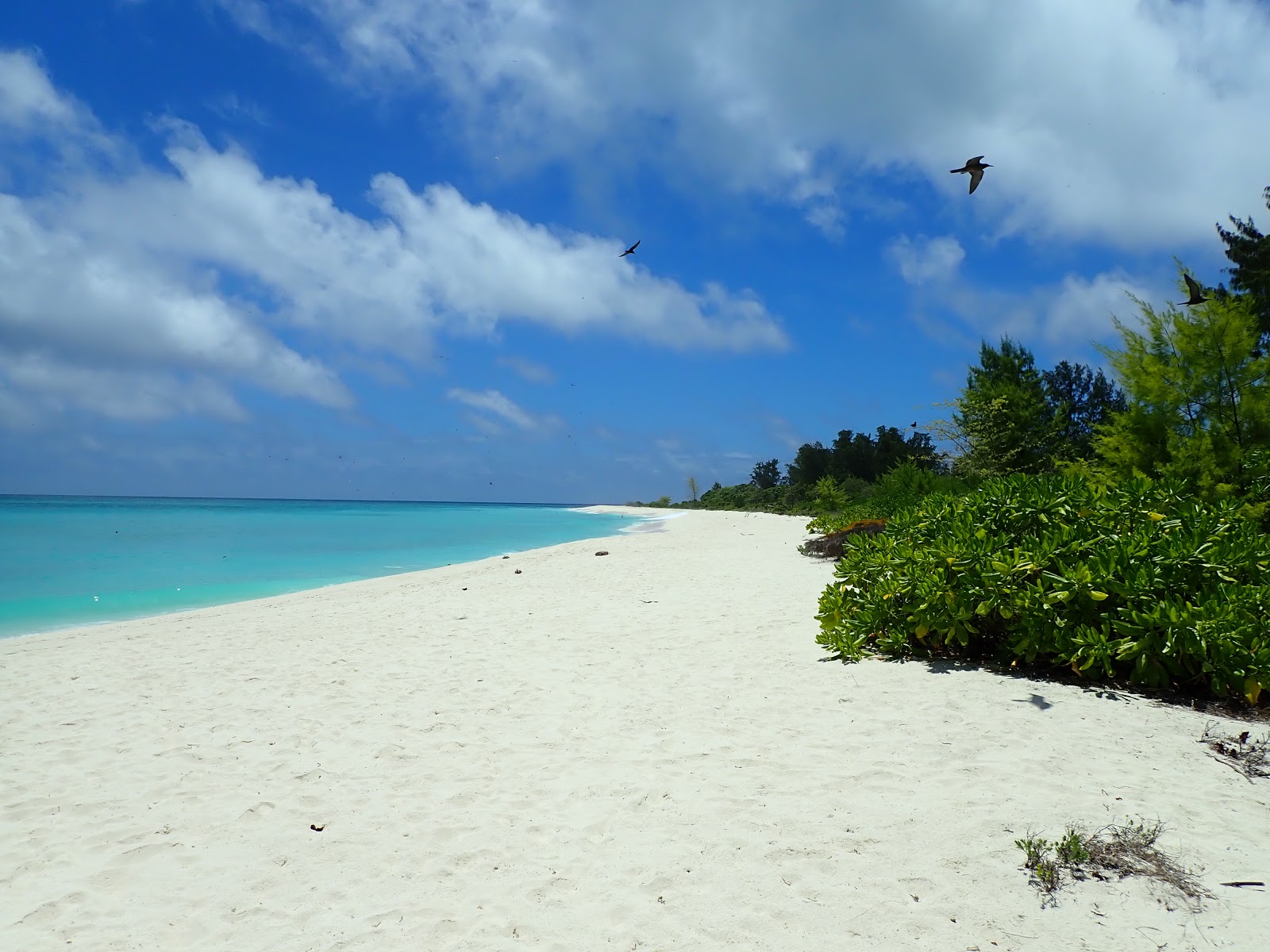 Fotografija Bird Island Beach z dolga ravna obala