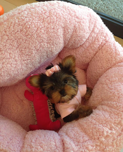 Pet Supply Store «Woof Woof Puppies & Boutique», reviews and photos, 29555 Northwestern Hwy, Southfield, MI 48034, USA