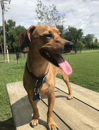 Walk 'N' Roll Pet Care - Photo 2 - Car repair in , Miami