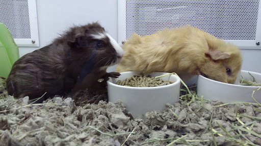 Pet Supply Store «Petco Animal Supplies», reviews and photos, 200 Edwards Blvd b, Lake Geneva, WI 53147, USA