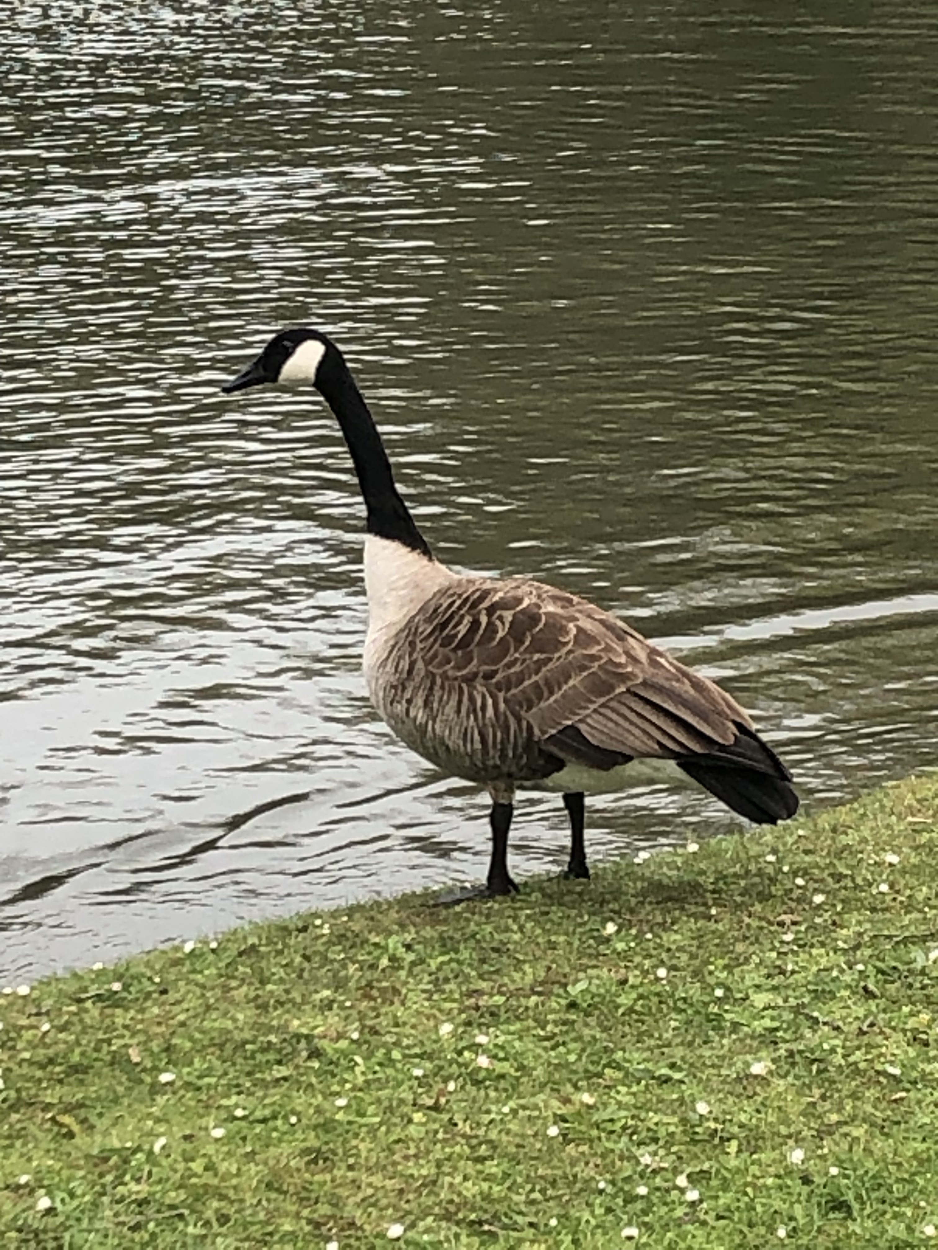 Photo n° 6 de l'avis de Manu. fait le 10/04/2023 à 09:11
