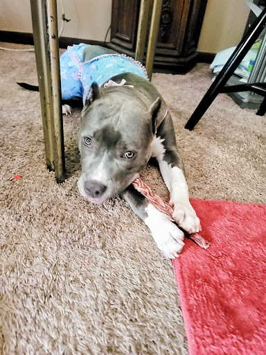 Pet Supply Store «Pet Supplies Plus», reviews and photos, 175 Memorial Ave, West Springfield, MA 01089, USA