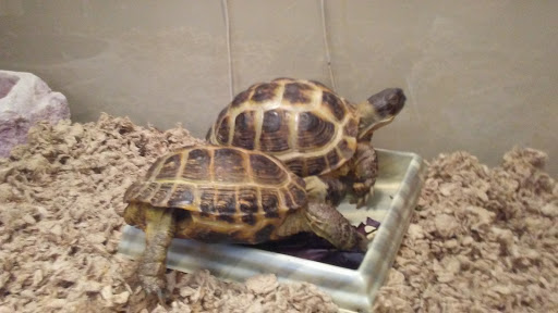 Pet Store «Pet Paradise», reviews and photos, 35535 Euclid Ave # 10, Willoughby, OH 44094, USA