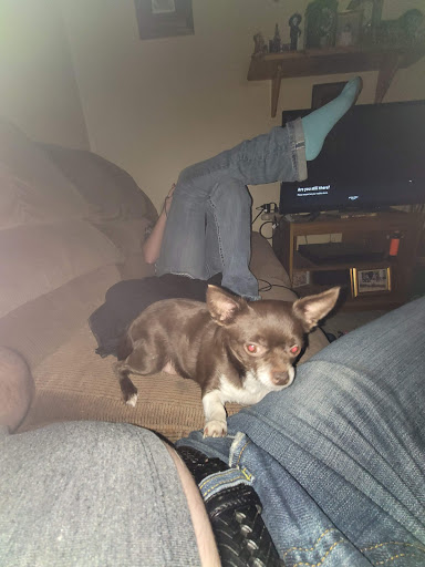 Pet Supply Store «Petco Animal Supplies», reviews and photos, 1660 Orchard Gateway Blvd, North Aurora, IL 60542, USA