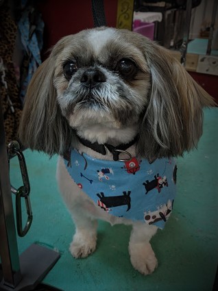 Pet Groomer «A Klassy Lassie, LLC», reviews and photos, 30 Old Jackson Rd, McDonough, GA 30252, USA