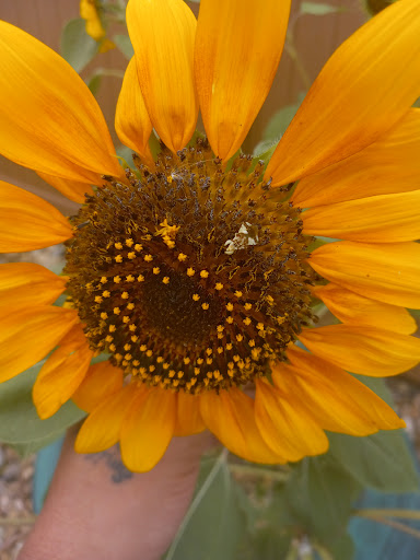 Day Care Center «Step By Step Child Development», reviews and photos, 10689 Melody Dr, Northglenn, CO 80234, USA