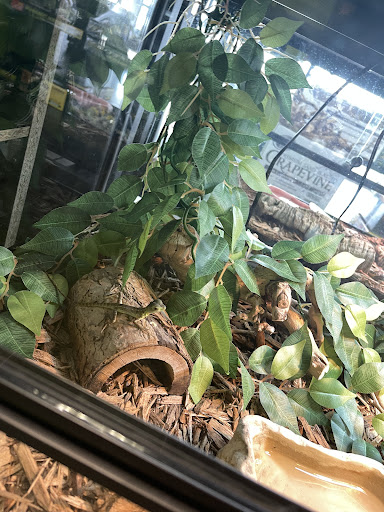 Reptile Store «Reptile Pets Direct», reviews and photos, 8088 Pat Booker Rd, Live Oak, TX 78233, USA